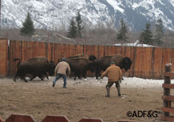 Moving the wood bison into the the chutes