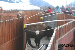 Moving the wood bison through the chutes in preparation for examination
