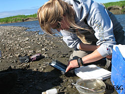 The author Tammy Hoem measures a salmon smolt on the bank of the Anchor River