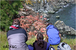 Wildlife watchers view walrus at Round Island