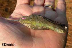 This oneyearold female rufuos hummingbird was caught and given band H82779 in Florida in January She was recaptured in Alaska six months and 3530 miles later