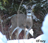 A Sitka blacktailed deer in Southeast Alaska Almost 2000 Alaska deer have been tested for CWD all negative CWD has not been found in deer in Alaska