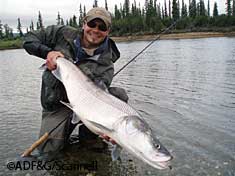 Craig Schwanke with a 45 inch sheefish caught on a fly rod right in front of camp Photo by Heather Scannell