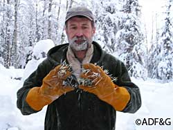 Biologist Rick Sinnott now retired displays the primary hazard of porcupine research