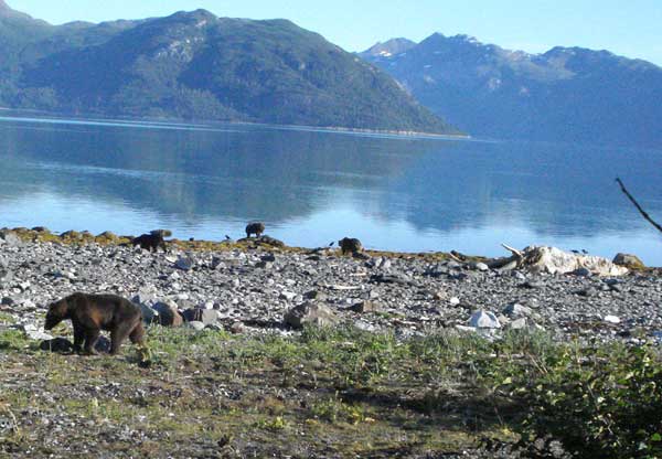 Four brown bears on the beach The tide is out so the carcass is fully exposed The whale is lying head to the left and the curved bones on the left side are the mandibles