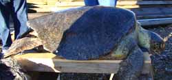 At 171pounds and about 3feet in length this adult female is average for a green sea turtle Green sea turtles are one of four species of marine turtles that sometimes stray into Alaska waters