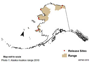The range and initial release sites for muskox in Alaska The lower two red dots at the center of the picture are Nunivak and Nelson Islands The pair of dots above that are at the southwest tip of the Seward Peninsula Cape Thompson to the north received transplants in 1970 and 77 The Eastern North Slope is at top right