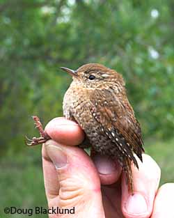 A winter wren or Pacific wren or Pacific winter wren depending on who you ask Photo courtesy of Doug Balcklund