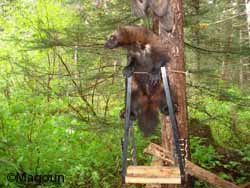 A wolverine at the run pole posing for a picture The bait is hanging above the animal and the alligator clips used to snag hair samples can be seen on both sides of the lower third of the run pole