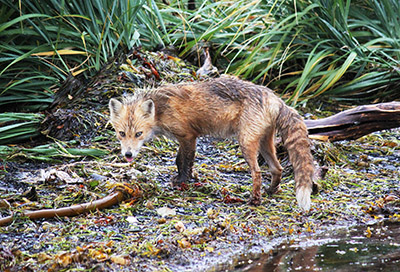 A browntan colored red fox with a darker back and the whitetipped tail on Kodiak Island in summer Kodiak Island foxes show a range of colors Photo by Arin Underwood