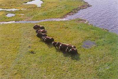 Muskox form a defensive posture Photo by Peter Bente ADFampG