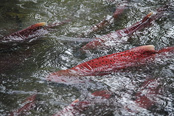 King salmon mature in Ship Creek outside the hatchery Photo by ADFampG staff