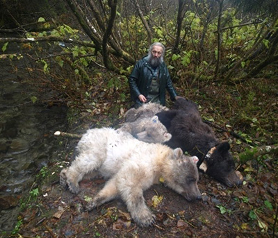 LaVern Beier with a mother brown bear and her two almostgrown cubs showing a couple of different coat colors in two cubs of the same litter