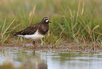 Black Turnstone  Photo by Tim Bowman