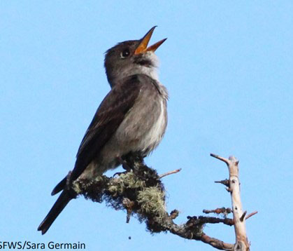 Olivesided Flycatcher photo by Sara Germain
