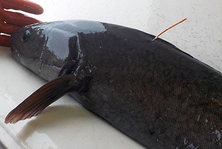 A sablefish with a tag near its dorsal fin  Sablefish also known as black cod in Southeast Alaska waters have been marked on the left side of their dorsal fin with a uniquely numbered tag In the past some tagged fish have been caught years later more than 1000 miles away Photo by Andrew OlsonADFampG