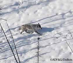 An interior wolf Biologists report that male wolves in Denali National Park average 105 pounds