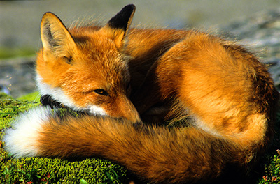 A red fox naps on the tundra in Becharof National Wildlife Refuge May 9 2006 This is the classic red fox coat with dark ears on the outside and a whitetipped tail Photo by Mark Emery
