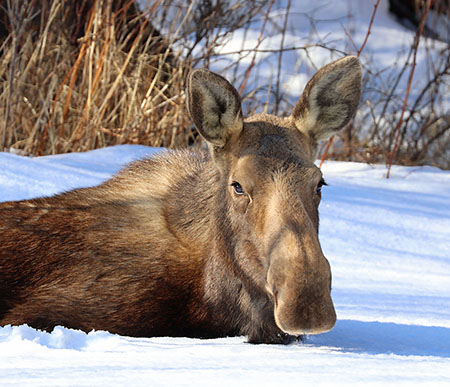 Moose have remarkable hair that keeps them warm in winter in Alaska Photo by Tim Bowman