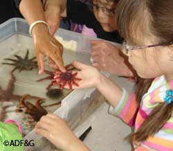 Examining sea stars in the touch tanks at BioBlitz 2011 These marine invertebrates were collected in Auke Bay