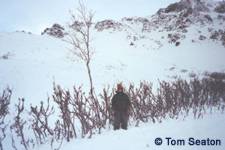 These broomed willows near Fairbanks show the impacts of overbrowsing by moose in the area