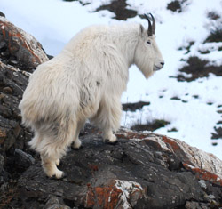 Teaching hunters to distinguish billies from nannies  and to take billies and leave the nannies for breeding  is a high priority for mountain goat mangers in Alaska and elsewhere Kevin White photo