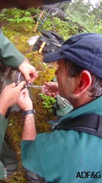 Wildlife biologist Anthony Crupi removes the hook from the bears nose with the help of LaVern Beier