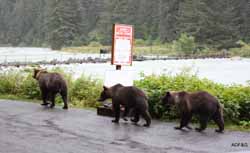 The bear family the next day about 19 hours later