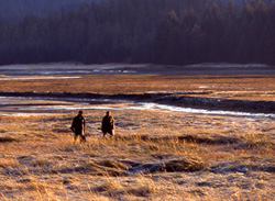 Waterfowl hunting on the Mendenhall refuge in Juneau