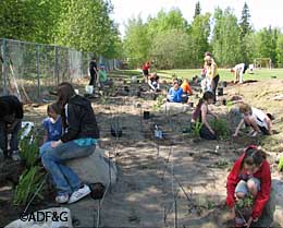 Laura Wick39s 4th grade class at Cottonwood Creek Elementary School in Wasilla installs a rain garden to absorb and filter the stormwater runoff from the school parking lot Photo by Catherine Inman
