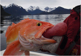 Rockfish have a closed swim bladder which results in their inability to quickly regulate swim bladder pressure The expansion of swim bladder gases can force the stomach outside of the mouth A new simple method of returning fish to depth really helps survival of released fish
