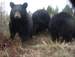Three black bears captured by a remote trail camera on the Gustavus Forelands