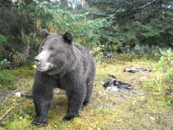 For more trail camera images see our Virtual Viewing site