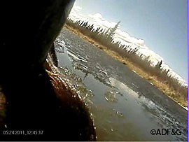 Boar 6041 eats a beaver in the shallows of a Southcentral Alaska lake in May 2011