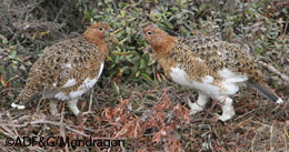 A brace of ptarmigan