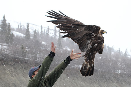 Travis Booms releases an eagle Photo by Caitlin Davis