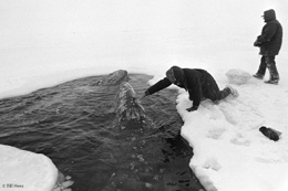 Biologist Geoff Carroll touches one of the grey whales trapped in the ice near Barrow in 1988 Carroll was part of quotOperation Breakthroughquot as it was known at the time Photo courtesy Bill Hess
