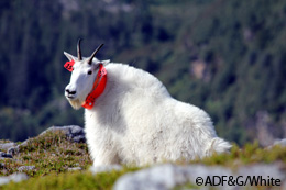 A mountain goat equipped with a GPS collar Technology such as this can provide amazing insight into the largely inaccessible and often snowbound world of mountain goats Photo by Phil Mooney the watermark is wrong