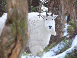 Most mountain goats move to relatively sheltered winter habitat in the fall and spend winters at lower elevations Biologist Neil Barten photographed this goat in the timber on Mount Roberts near Juneau
