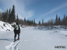 A researcher conducting a survey for greyheaded chickadees Photo courtesy Travis Booms