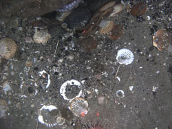 Demised scallop shells litter the doorstep of an Octopus lair Octopus are a major predator of the weathervane scallop emPatinopecten caurinusem The red laser beams dots help to determine size of targets Photo credit to ADFampG CamSled operations