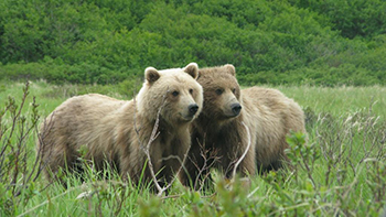 Brown bears at McNeil River Fish and wildlife management agencies support wildlife viewing opportunities as well as fishing and hunting opportunities Photo by Drew Hamilton
