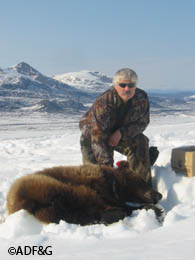 An immobilized brown bear is equipped with a tracking collar