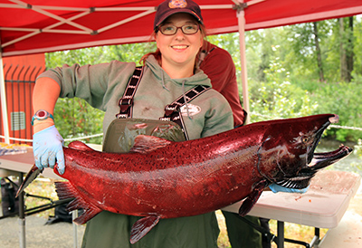 Staff hold a large male king salmon for visitors to see during an egg take Photo by ADFampG staff
