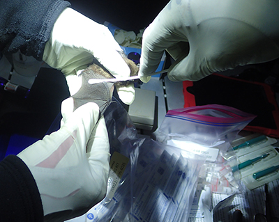 Tory Rhoads and Karen Blejwas swab a bat39s wing to test for the presence of the whitenose fungus in April 2022