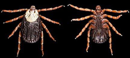 The tick emDermacentor andersoni emfemale