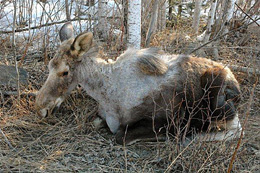 A quotghost moosequot calf  heavily infested with moose ticks and suffering from substantial hair loss The pattern of hair loss is representative of the infestation