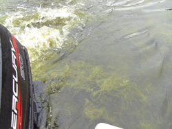 Fragmentation of emElodeaem by a boat motor emElodeaem can easily spread when fragments of the plant are introduced to new locations Like many invasive species this plant is tough it grows rapidly and can survive when lakes and rivers ice up