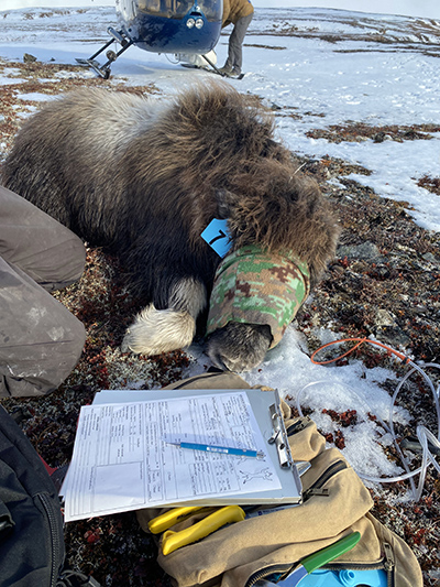 Parr and Parrett process a sixmonthold muskox ldquoWe keep the older animals blindfolded while theyrsquore immobilized to both protect their eyes and help keep the animal calmrdquo Parr said ldquoEven though the animal cannot get up and run away due to the immobilization drugs we have found their body posture relaxes when their eyes are covered and they cannot see us We also work as quickly and as quietly as possible to make the captures even smoother for the muskoxrdquo  ADFampGBrynn Parr photo