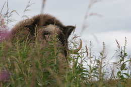 Anne Sutton snapped this photo as she peered up through the fireweed at a foraging muskox